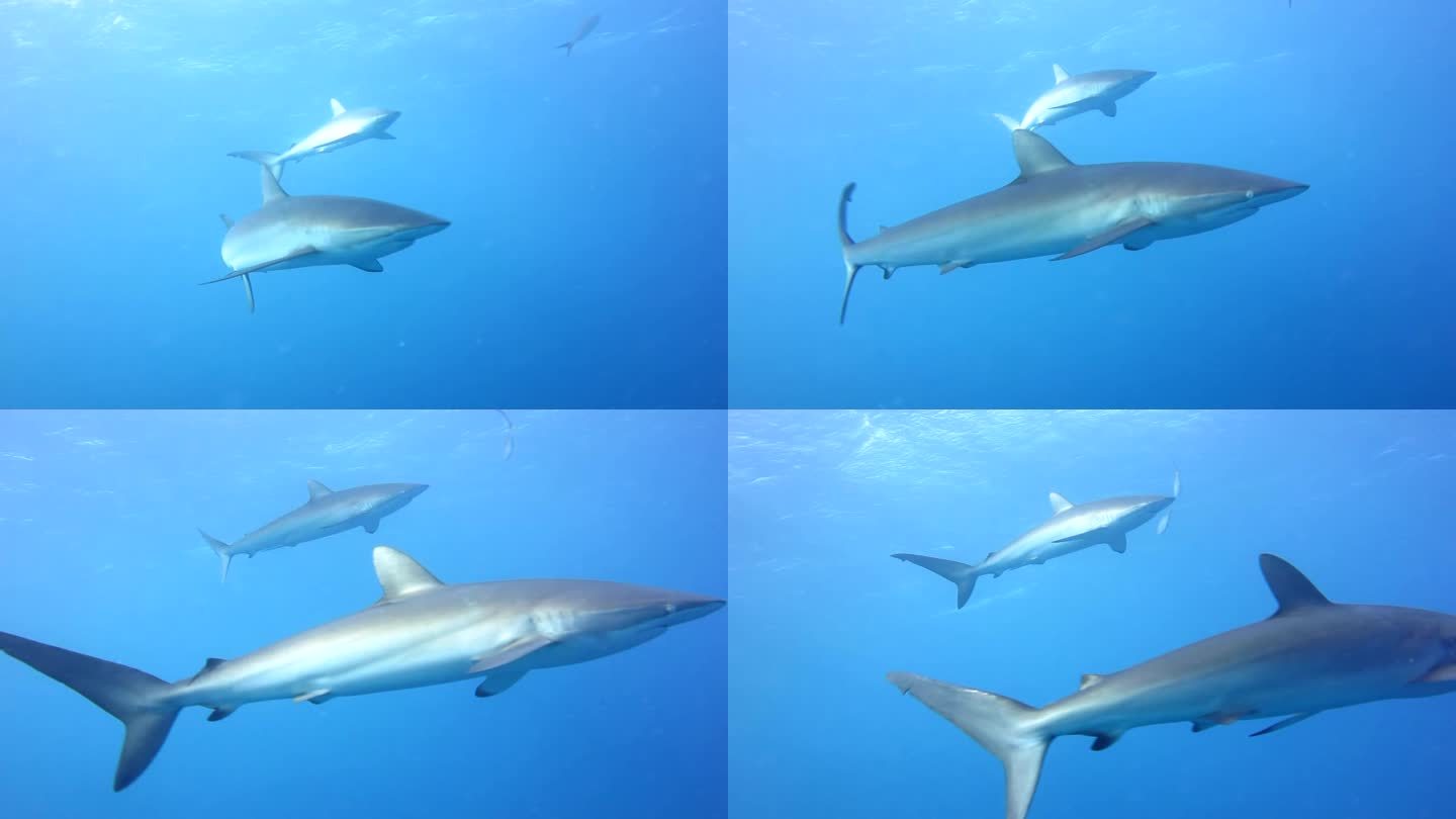 鲨鱼安然视频素材网站_鲨鱼安然视频素材网站下载 鲨鱼安然视频素材网站_鲨鱼安然视频素材网站下载