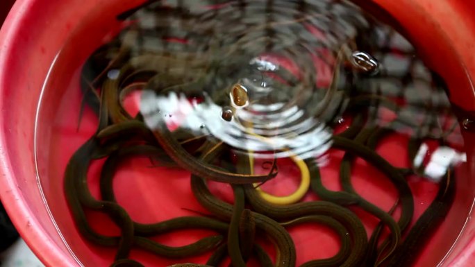 碗里的铜鳗鱼/中国北京