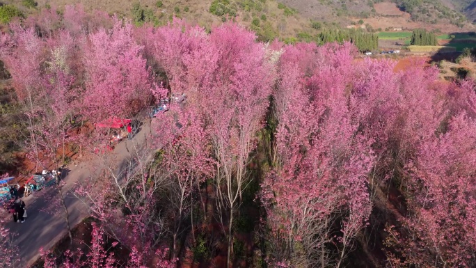 风吹樱花航拍