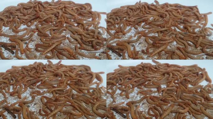 香港毛虫或雄虫作为蛋白质来源