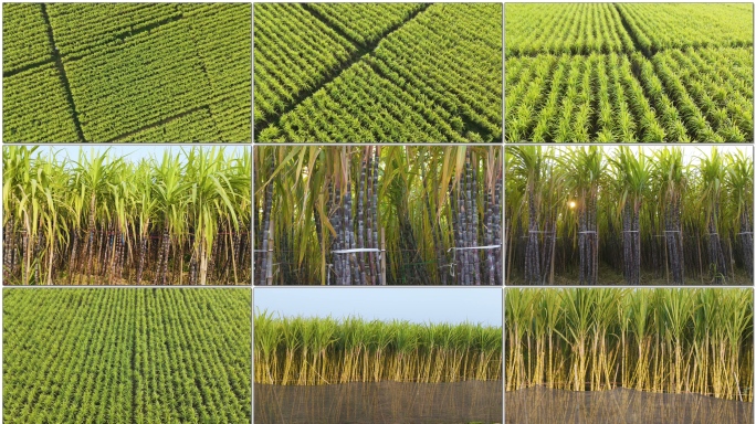 甘蔗地果蔗种植基地航拍