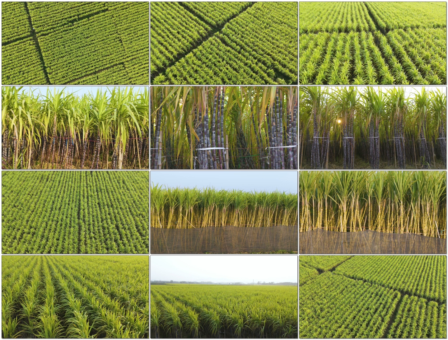甘蔗地果蔗种植基地航拍