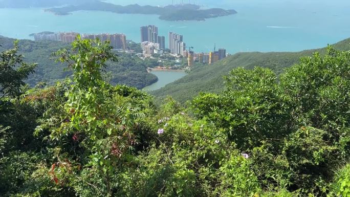 香港特别行政区 中国的摩天大楼 维多利亚峰 港口 中国城市