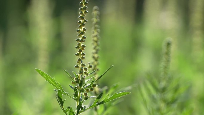 沙漠野花