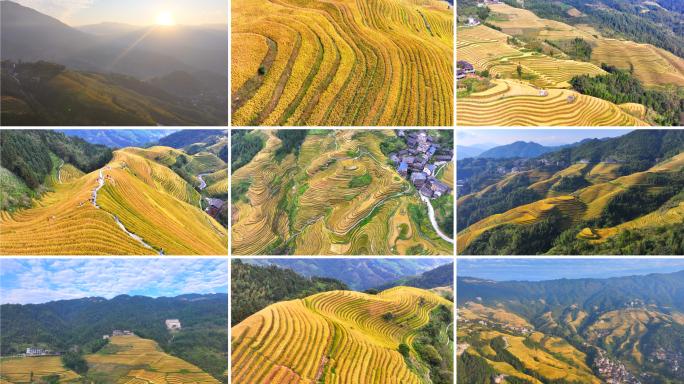 5K高清｜龙脊梯田龙胜梯田秋收