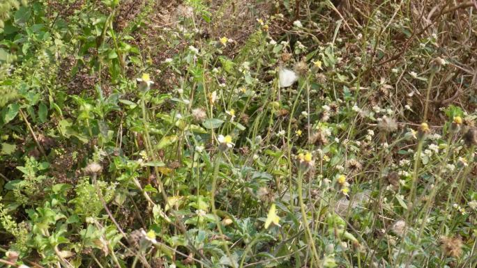 白色蝴蝶在花朵上