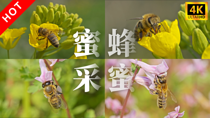 春暖花开蜜蜂采蜜采花粉特写4K实拍