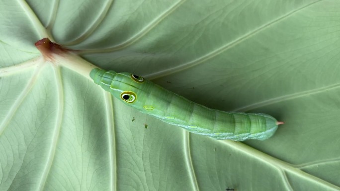 Pergesa acteus. 绿色角虫鹰蛾幼虫