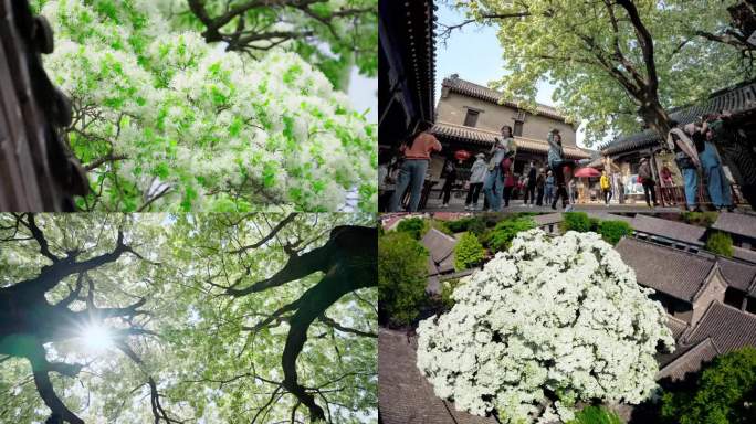邹城孟府流苏花整合素材