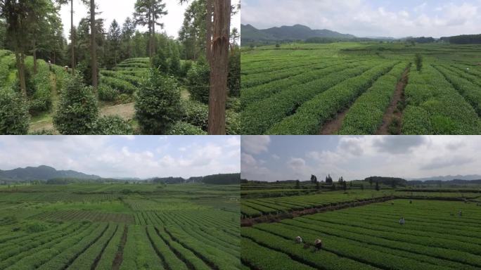 万亩茶园劳作