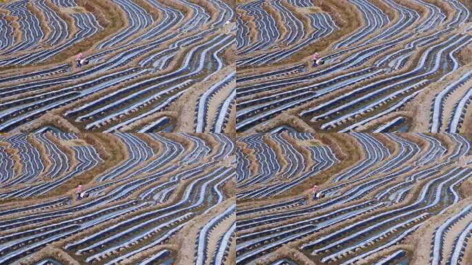 福建龙岩永定冬季梯田烟草覆膜种植