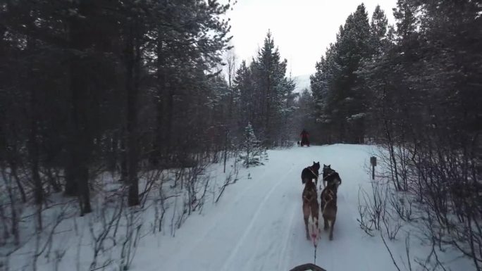 挪威特罗姆瑟的挪威犬拉雪橇的第一人称视角视频。