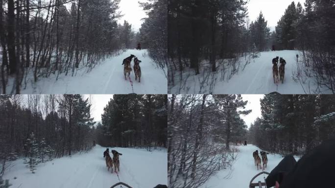 挪威特罗姆瑟的挪威犬拉雪橇的第一人称视角视频。