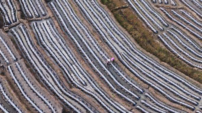 福建龙岩永定冬季梯田烟草覆膜种植