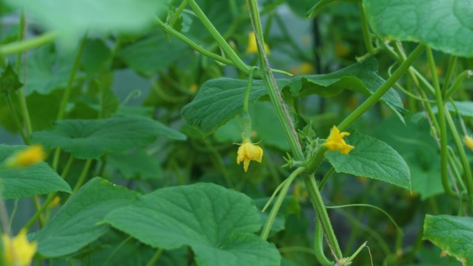 小型生长中的黄瓜在蔬菜种植园的枝条上特写，生长中的黄瓜，开花的蔬菜。