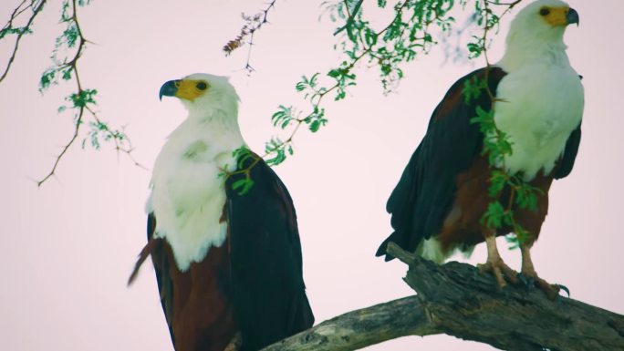 一对非洲鱼鹰（Haliaeetus vocifer）栖息在坦桑尼亚塞伦盖蒂国家公园的一棵树上，天气恶