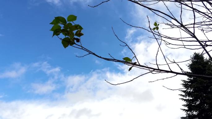 秋天樱花叶子的树枝在天空背景下，特写实时库存视频镜头。