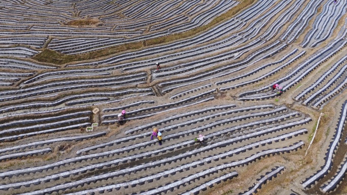 福建龙岩永定冬季梯田烟草覆膜种植