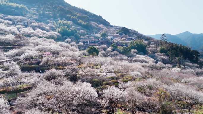 福州永泰青梅花航拍合集（葛岭万石村）
