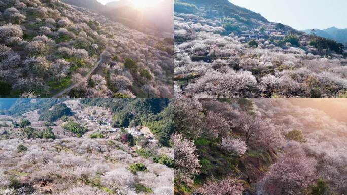 福州永泰青梅花航拍合集（葛岭万石村）