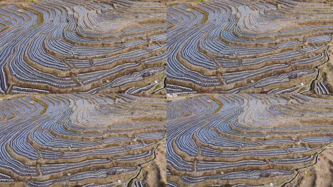 福建龙岩永定冬季梯田烟草覆膜种植