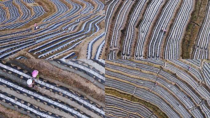 福建龙岩永定冬季梯田烟草覆膜种植