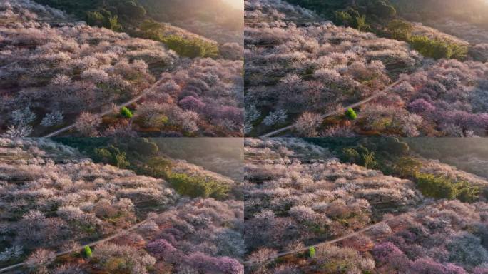 福州永泰青梅花航拍（葛岭万石村）3