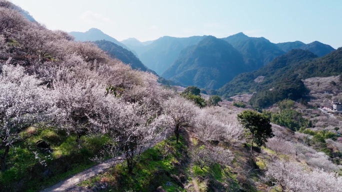 福州永泰青梅花航拍（葛岭万石村）3