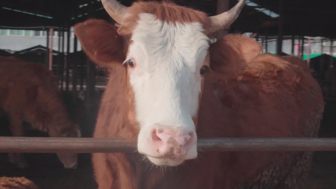 夏南牛 全流程 牛肉 养殖