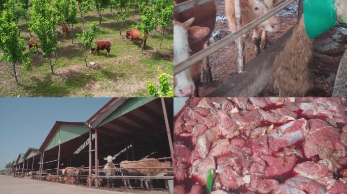 夏南牛 全流程 牛肉 养殖