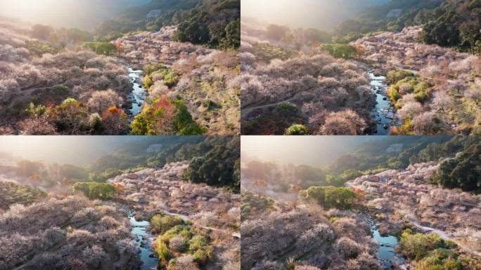 福州永泰青梅花航拍（葛岭万石村）3