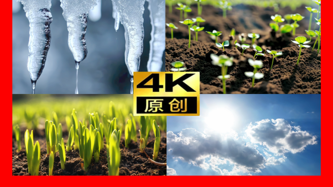 发芽绿芽生长发芽嫩芽破土而出春天生命幼苗