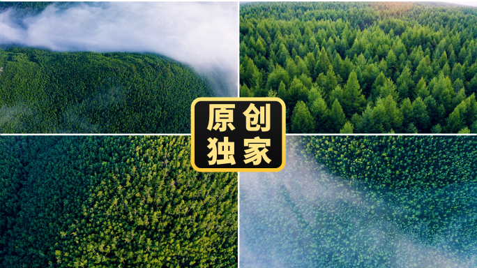 俯拍森林树木云雾森林云海树林航拍自然生态