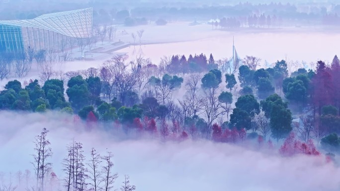 20250121植物园大雾日出