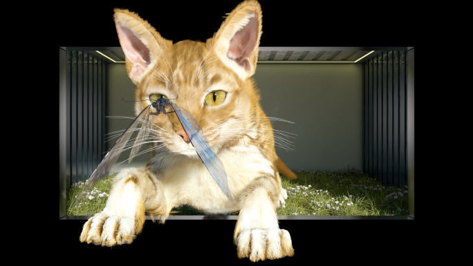 8k 可爱猫咪裸眼3d素材