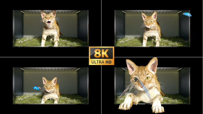 8k 可爱猫咪裸眼3d素材