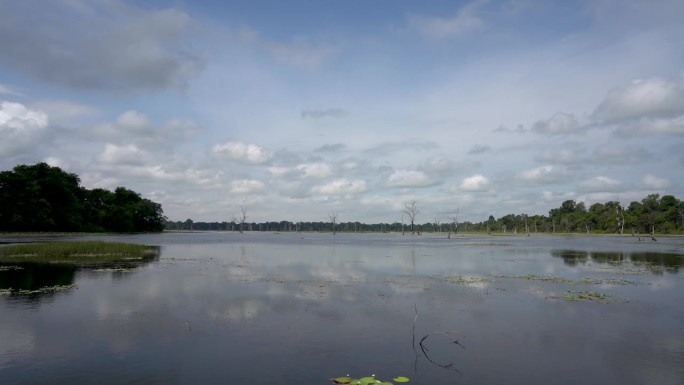 丛林中的莲花池，中央矗立着一座寺庙。