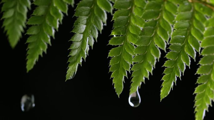 夏季柔和的雨水洒落在黑暗的森林中。水滴从蕨类树叶上落下。微距野生环境，自然生态系统。