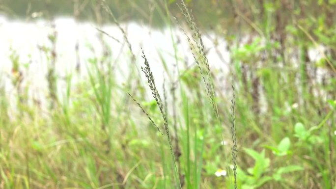 鼠妇草  植株 穗 茎秆