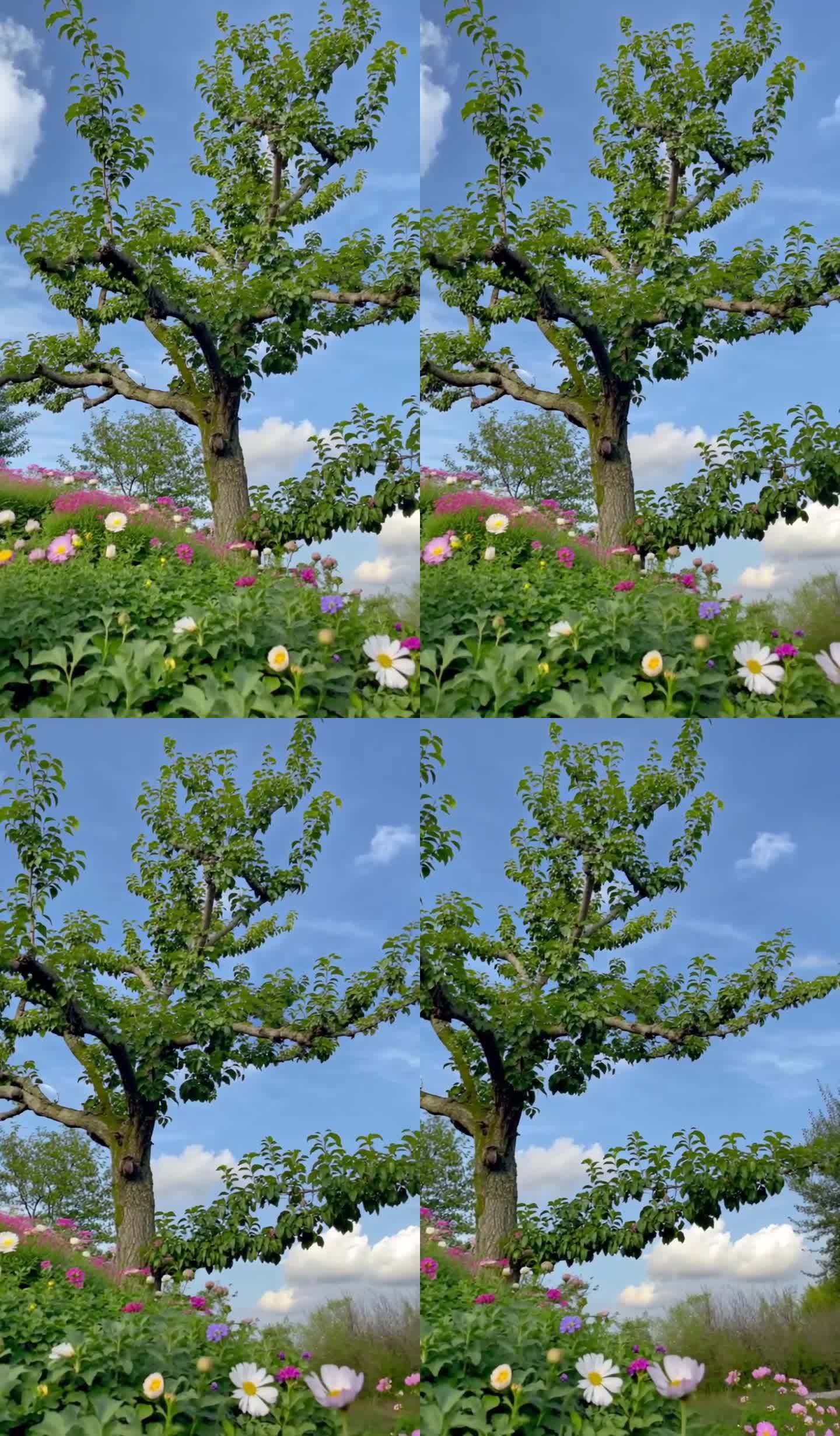 老苹果树泛起蓝天