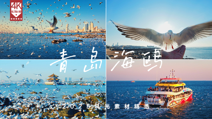 海鸥 青岛栈桥海鸥 候鸟 飞鸟 鸟类迁徙