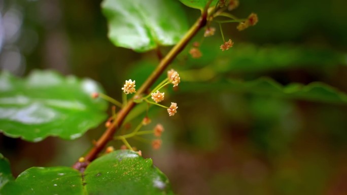 Amborella trichopoda 是一种生长在新喀里多尼亚大地岛的底层灌木或小树，属于新喀里