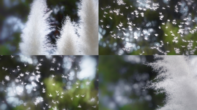 芦苇花芦絮随风飘动乡愁思念感动怀旧情绪