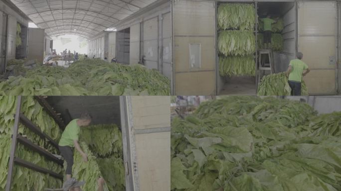 烟农烤烟房挂三层烘烤编织中国烟草烟叶种烟