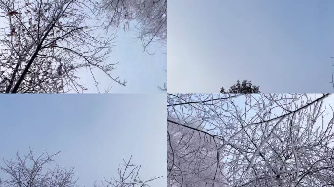 雾凇 路边的树 树挂
