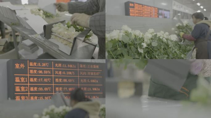 云南花卉生产包装加工