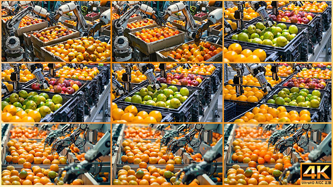 智慧农业自动化 水果分选高效革命机械臂智