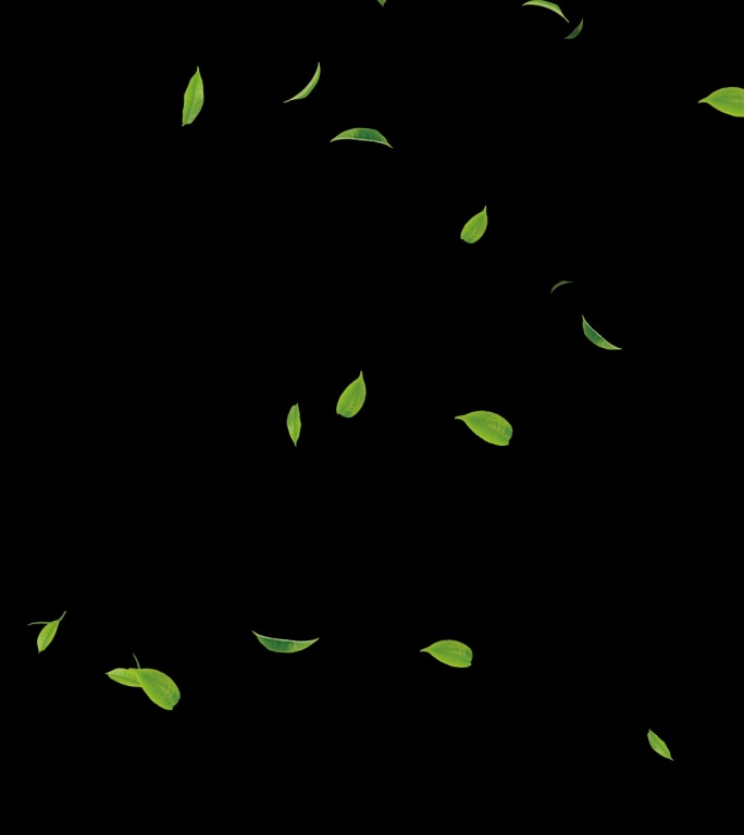 茶叶飘落竖屏带通道