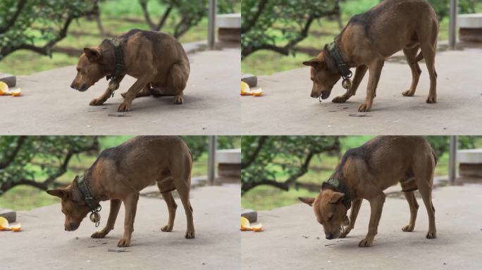 农村乡下狗狗土狗