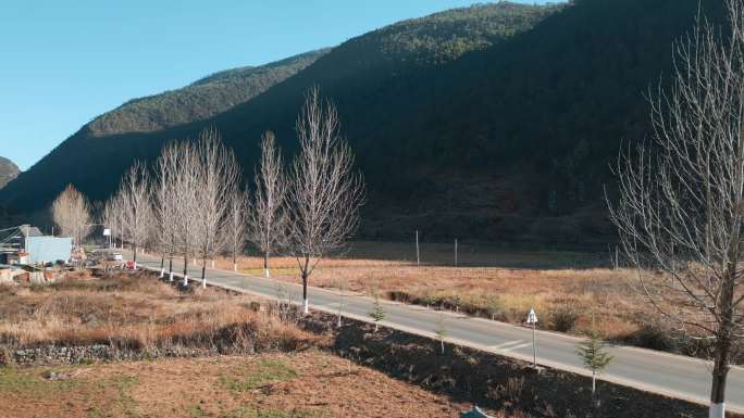 农村冬季过年公路边枯树枯枝